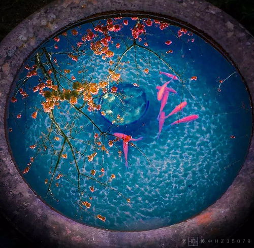 乐活 手机也能拍出大片 是的,去义乌看看第二届全国手机摄影作品展吧