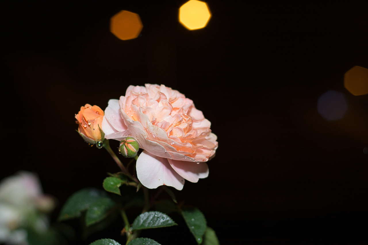 雨夜玫瑰|摄影|产品摄影|义乌弯仔