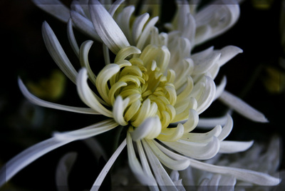 【秋摄影图片】义乌生态摄影_太平洋电脑网摄影部落