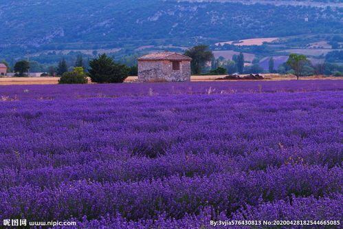 薰衣草的紫色浪漫——义乌摄影图集